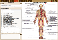 MedicalPoint. Медицинский атлас. Просмотр информации